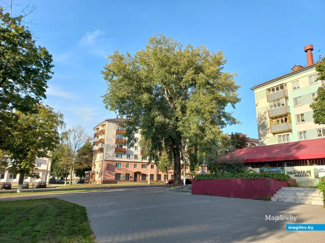 Дерево Васи Мака у входа в некогда существовавшее кафе «Березка». Могилев, сентябрь 2023 года.