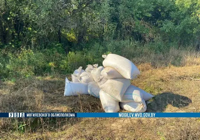 Осиповичский полевод украл почти 400 кг зерна во время обеда