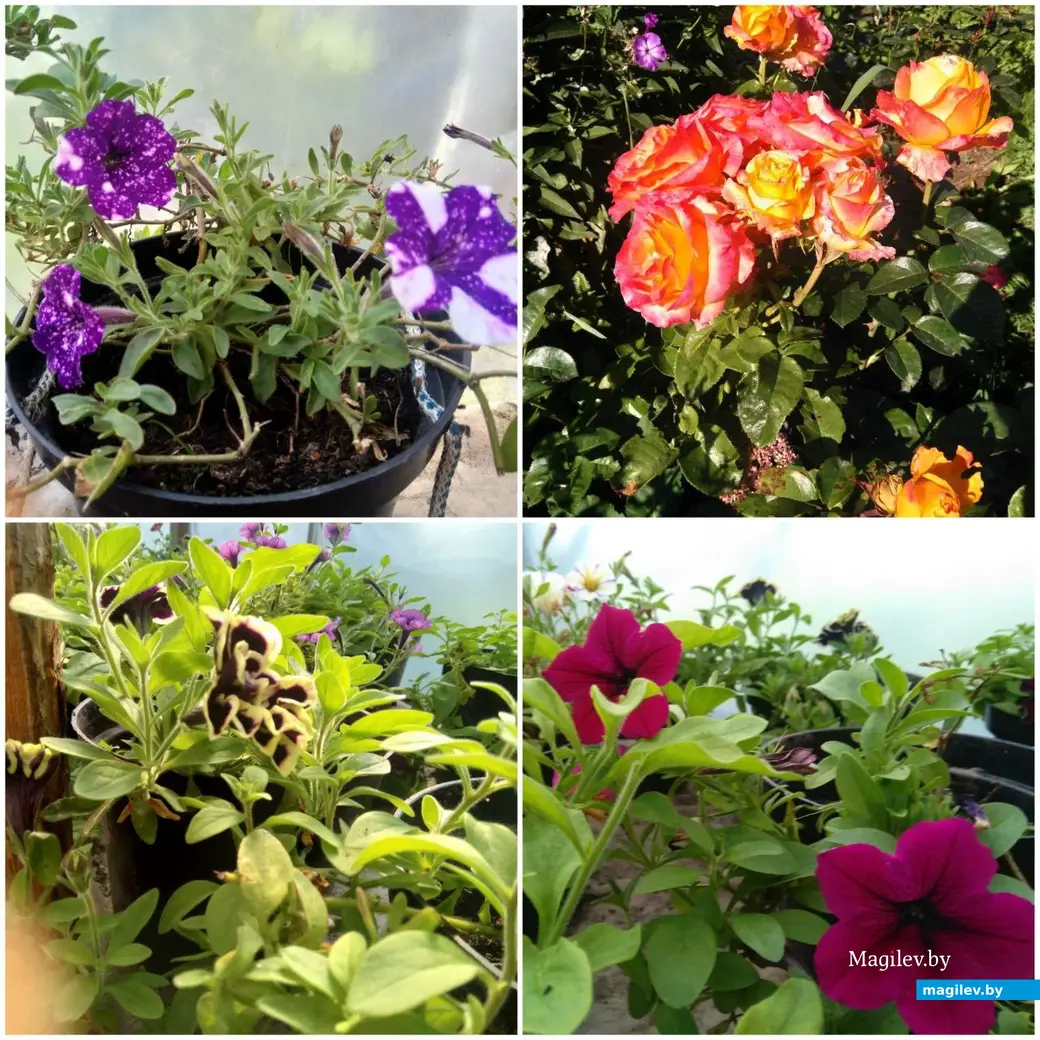 Это лишь малая толика цветов, которые выращивает могилевчанка. Фото героини публикации.