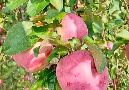 Картофель домашний, яблоки, хризантемы, мед и не только: бесплатные объявления на KRAMA.magilev