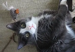 Лучшая игрушка для котенка: краткий обзор кошачьих развлечений