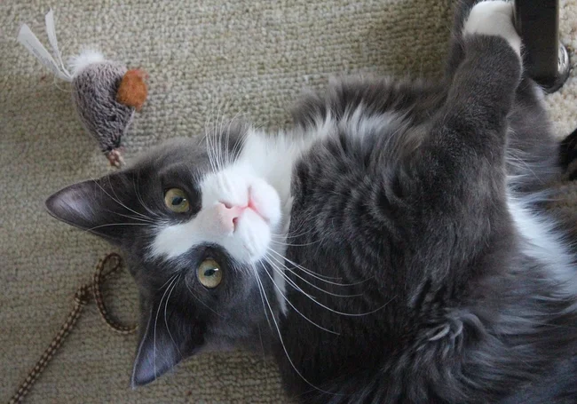 Лучшая игрушка для котенка: краткий обзор кошачьих развлечений