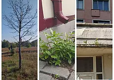 Почему в парке возле Святого озера Могилева деревья расти не хотят, а на крышах зданий города приживаются? Фотофакт
