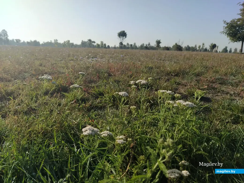 Парк возле Святого озера. Могилев. Сентябрь 2023 года.