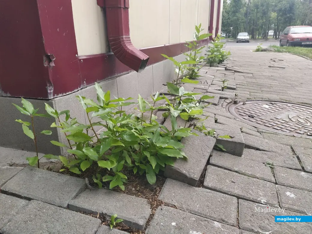 Могилев. Тротуар в районе бульвара Непокоренных. Август 2023 года.