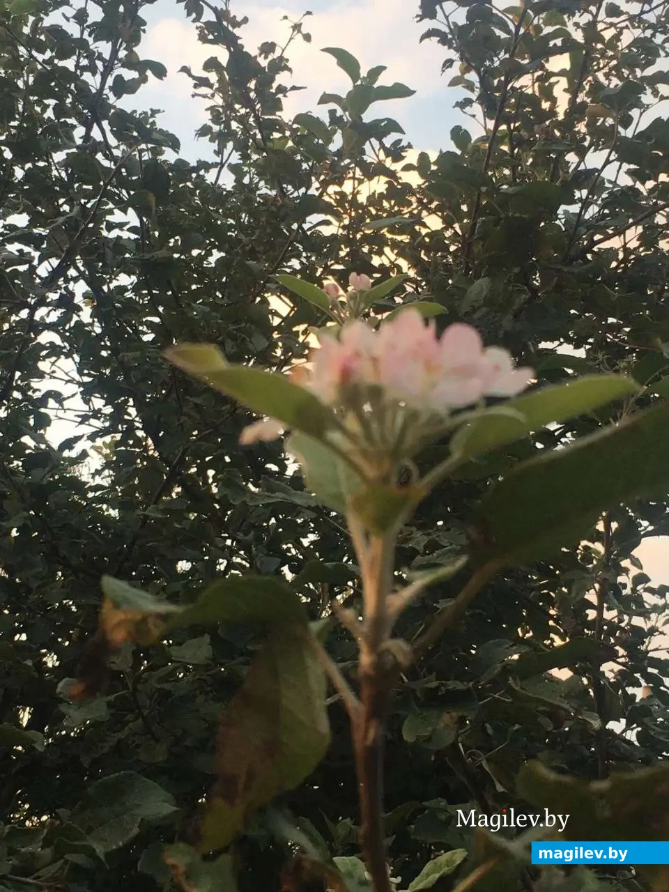 18 сентября 2023г. В Могилеве зацвели яблони.