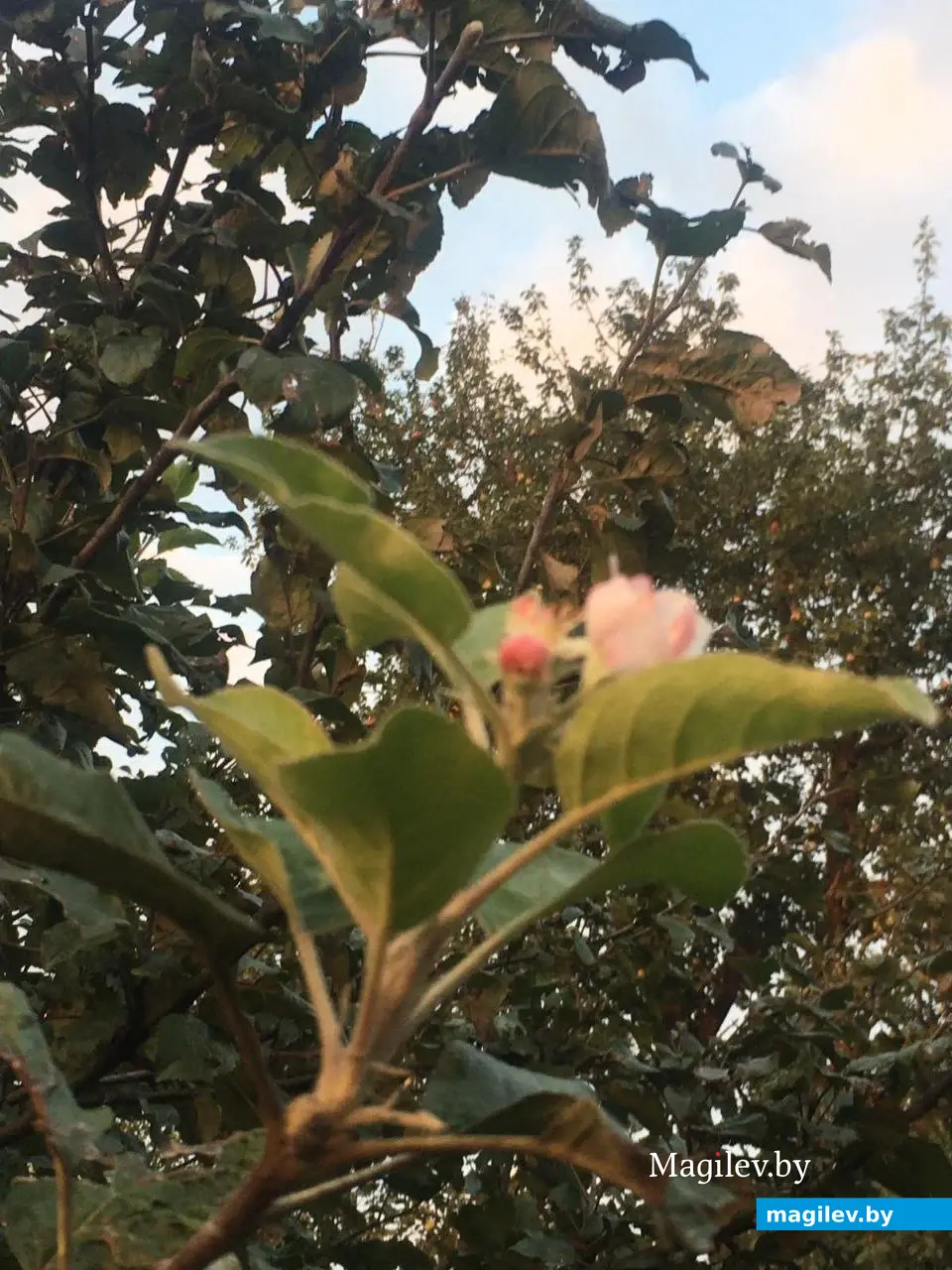 18 сентября 2023г. В Могилеве зацвели яблони.