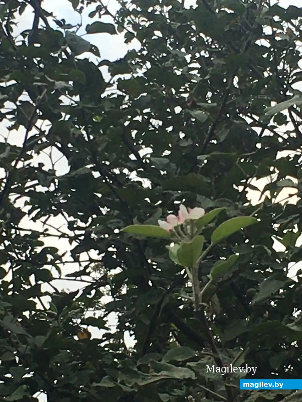 18 сентября 2023г. В Могилеве зацвели яблони.