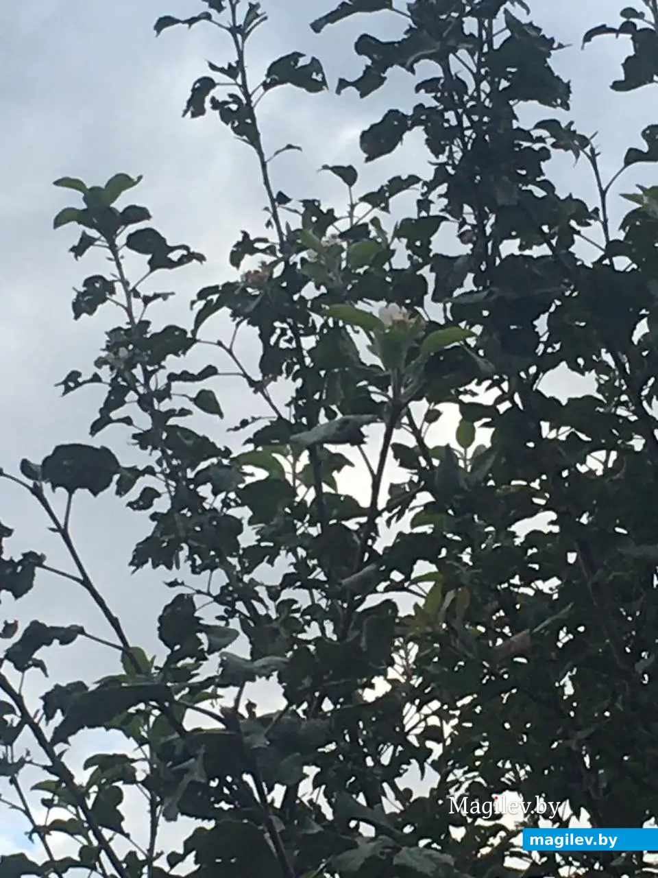 18 сентября 2023г. В Могилеве зацвели яблони.