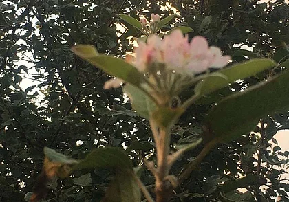 В Могилеве, на Подниколье, в середине сентября зацвели яблони. Фотофакт