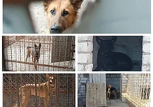 Им осталось жить несколько дней. В пункте умерщвления животных Могилева 5 собак