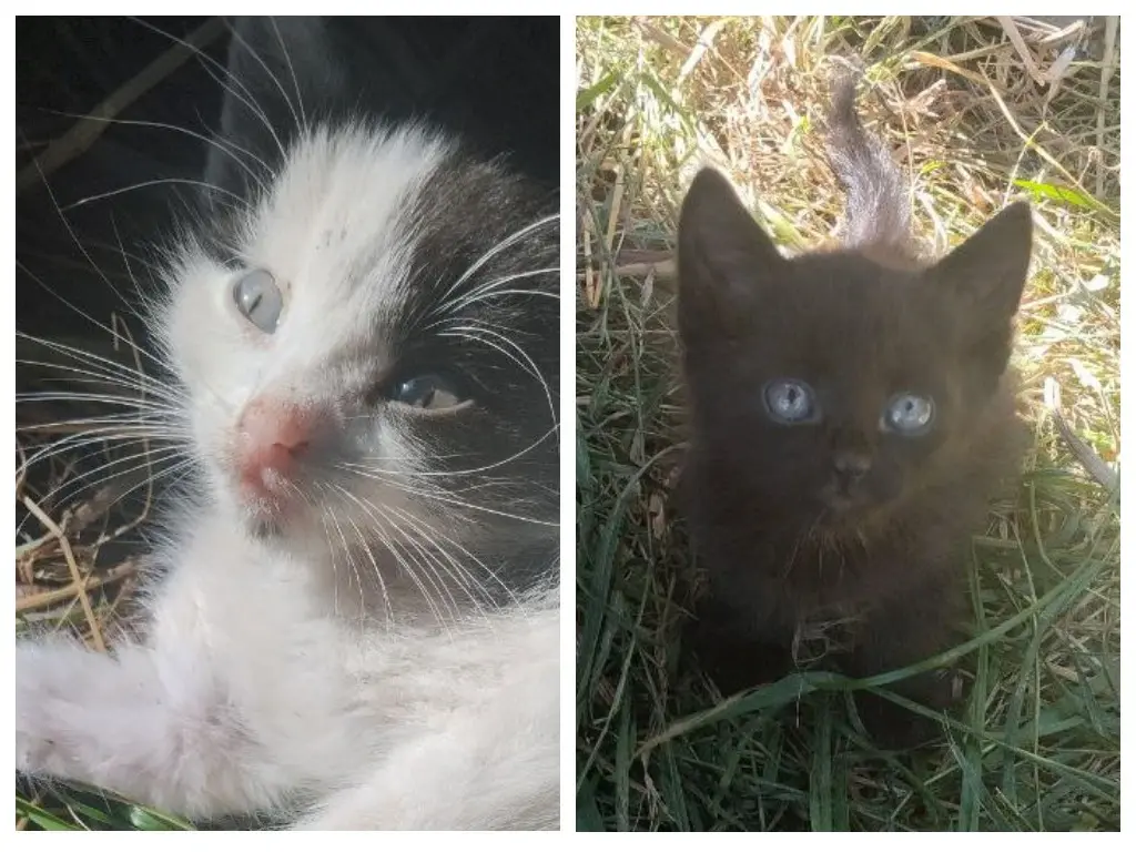 Два котенка.
