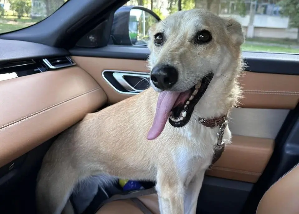 Собака Лисичка.