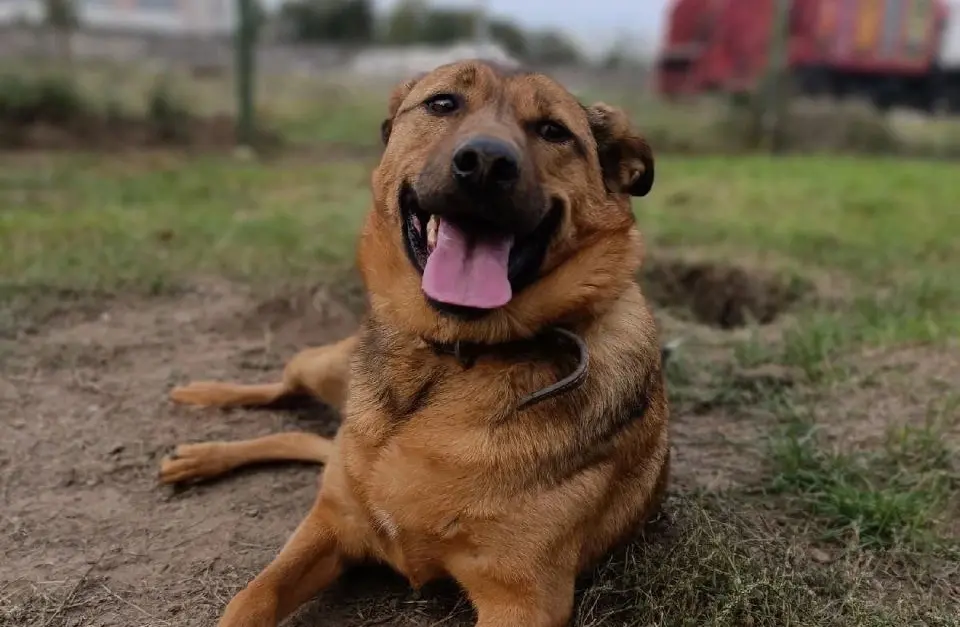 Собака Тоффи.