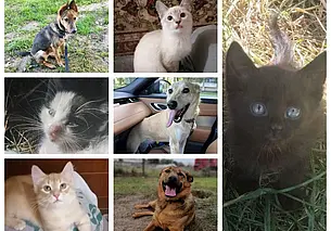 Пес Бим, котенок Персик и собака Лисичка: кто ищет хозяина в Могилеве