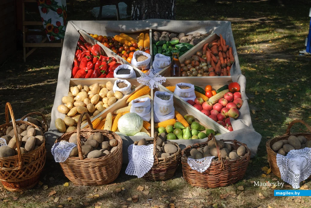 22.09.2023. 16 Молодёжная улица, Воротынь, Воротынский сельский Совет, Бобруйский район,