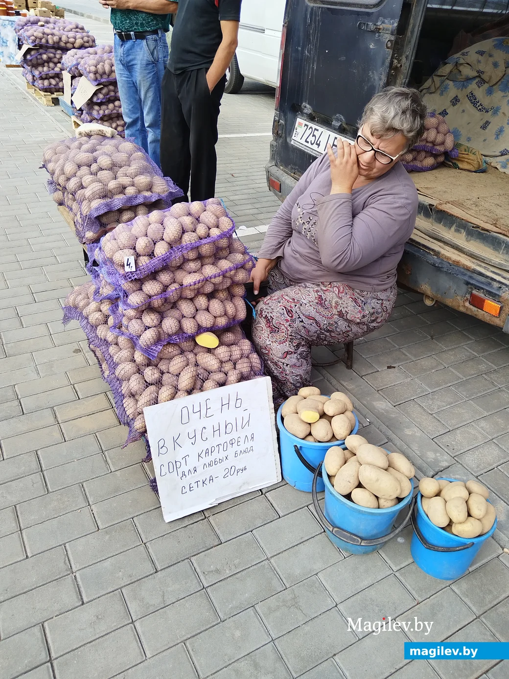 Сорт ярмарка. Kartoshka na vibori.