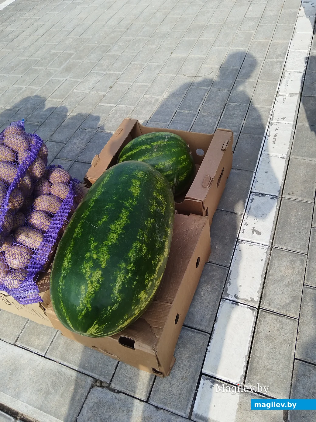 Ярмарка сельхозпродукции на Златоустовского, 1. Могилев, 23.09.2023 г.