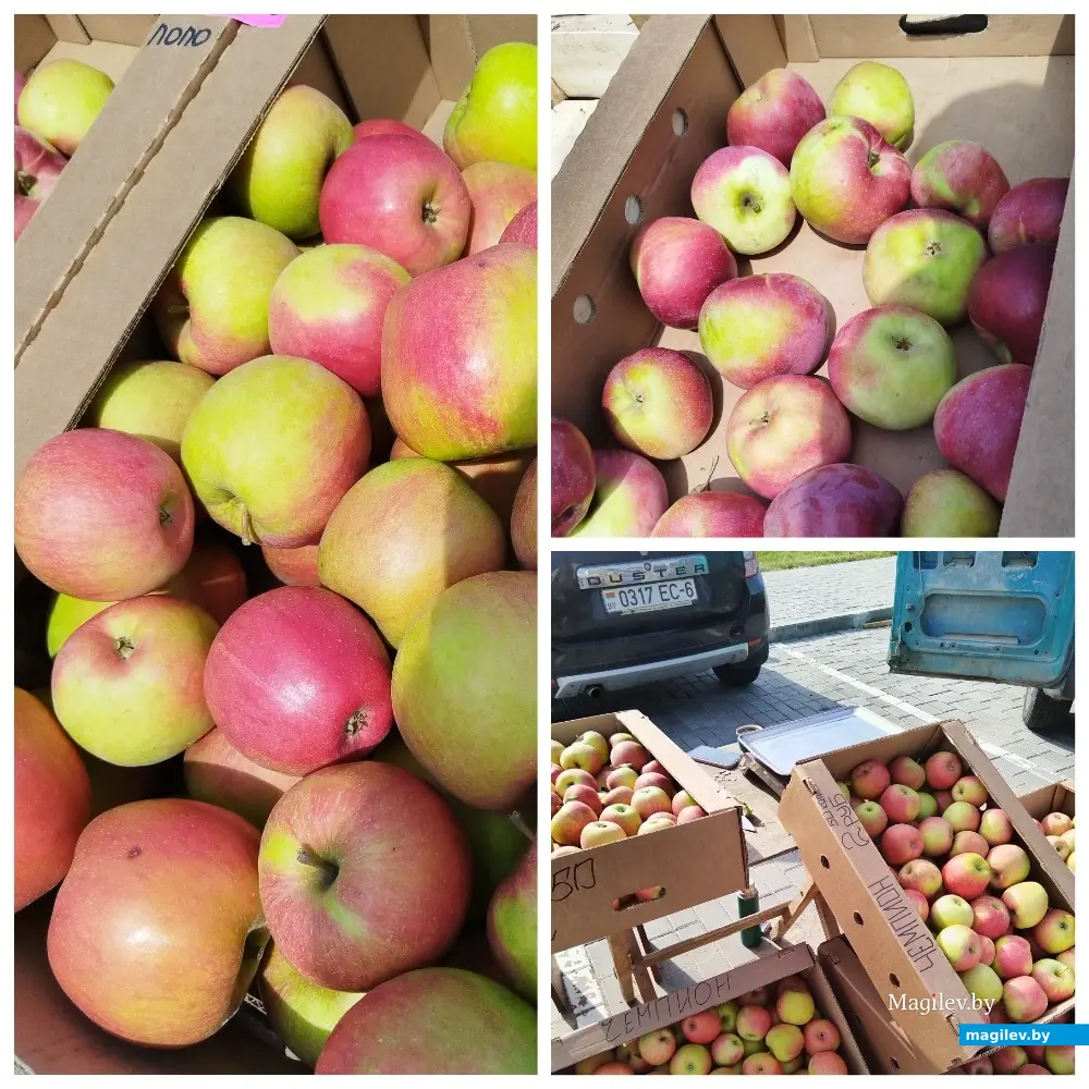 Ярмарка сельхозпродукции на Златоустовского, 1. Могилев, 23.09.2023 г.