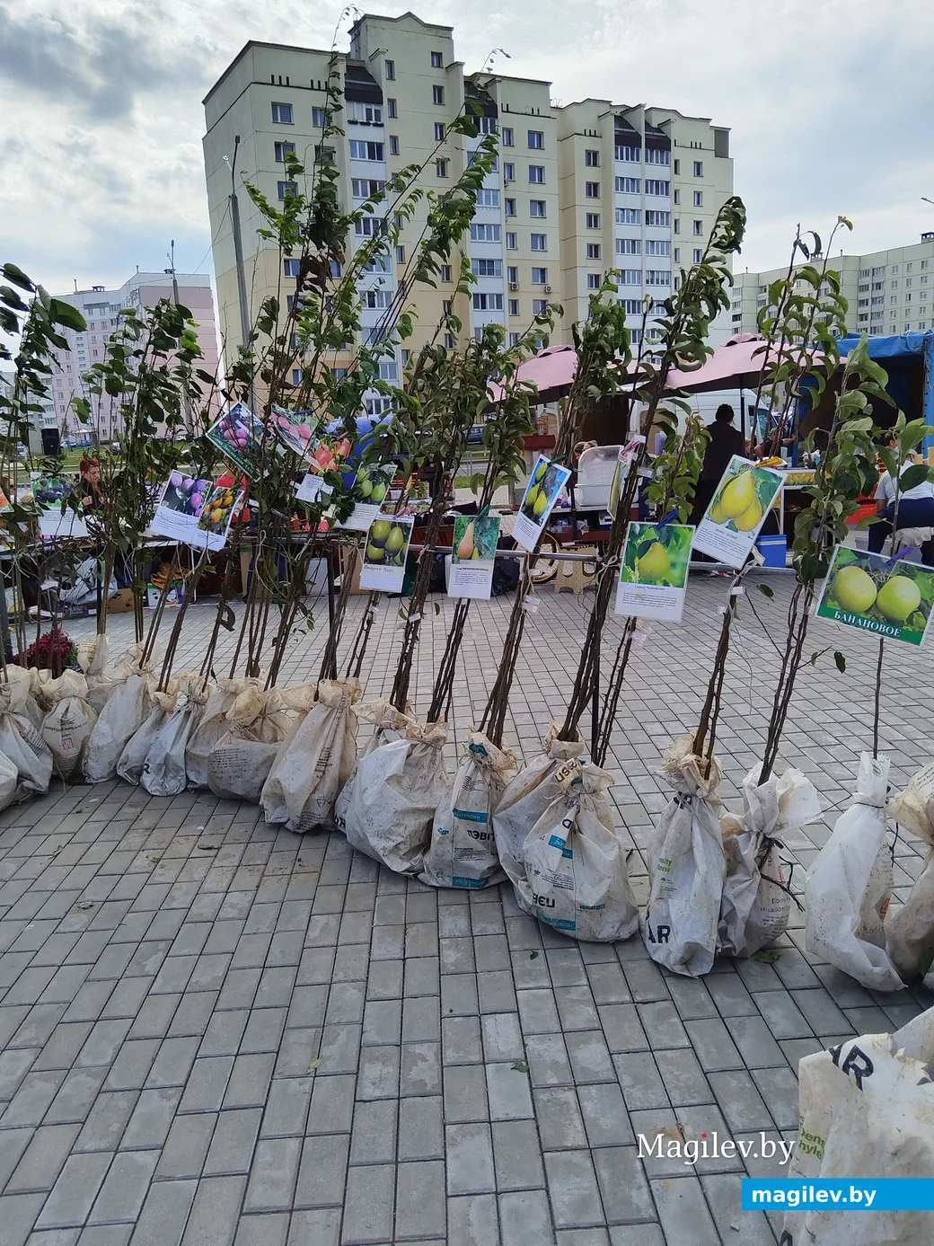 Ярмарка сельхозпродукции на Златоустовского, 1. Могилев, 23.09.2023 г.