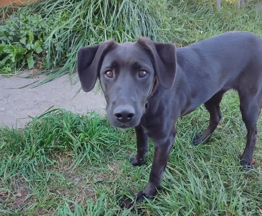 Найдена собака в ошейнике.