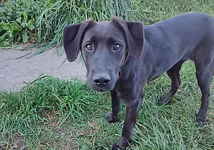 Собака Аза, кот Зайка и щенок Ромалла: кто ищет хозяина в Могилеве