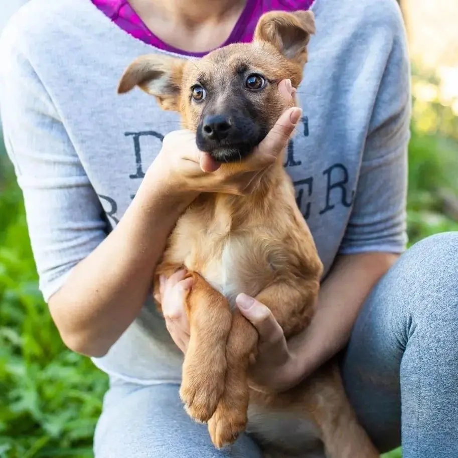 Собака Аза.