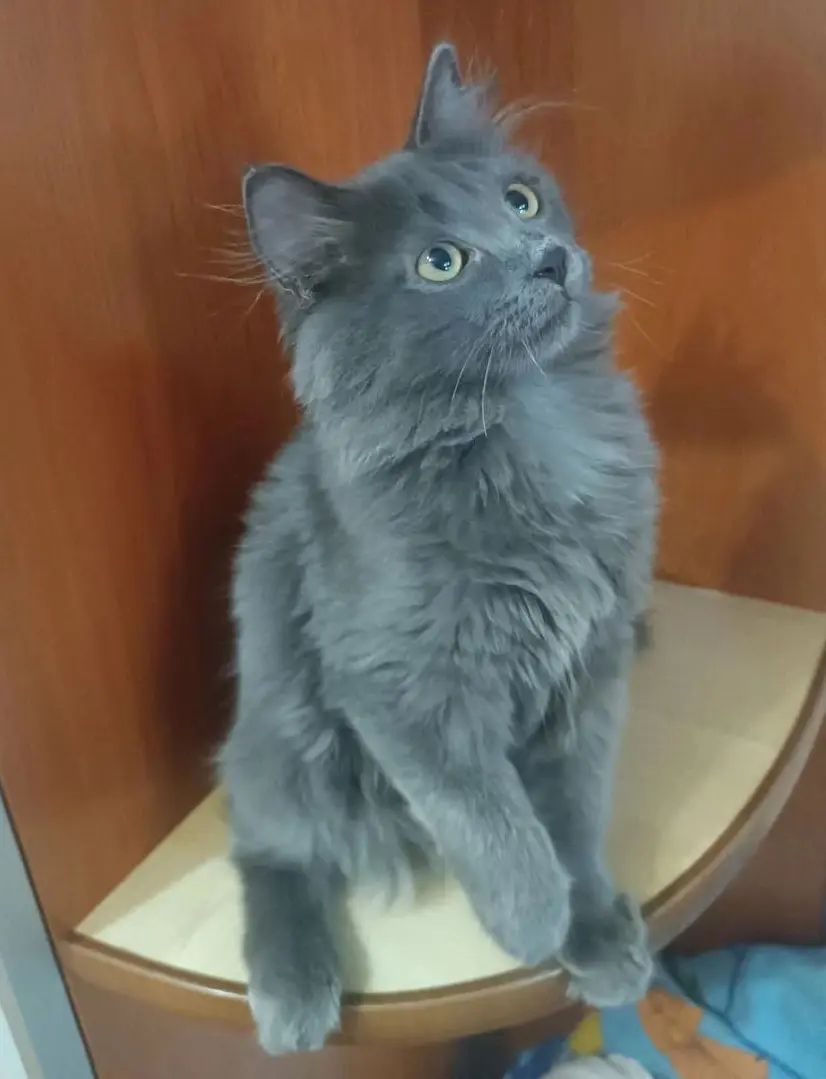 Кошка Доминикана.