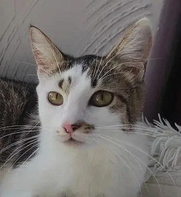 Кошка Зайка.