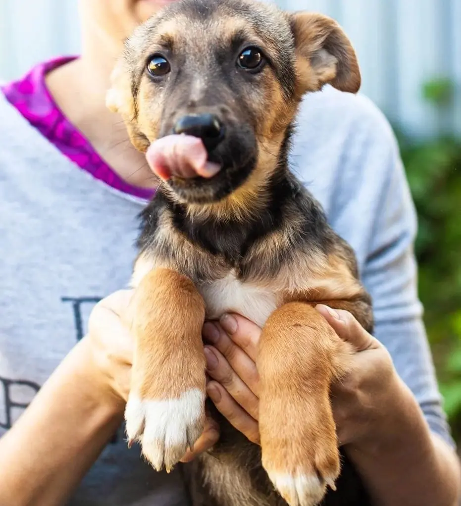 Прикольный щен Ромалла.