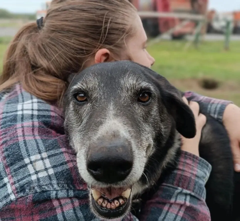 Добрая собака без клички.