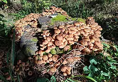 В трех районах Могилевской области продлен запрет на посещение лесов