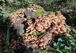 Грибной сентябрь на Могилевщине: от боровиков до опят. Фоторепортаж