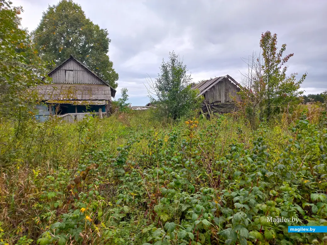 Неповторимое очарование деревни Павлинка, сентябрь, 2023 г.