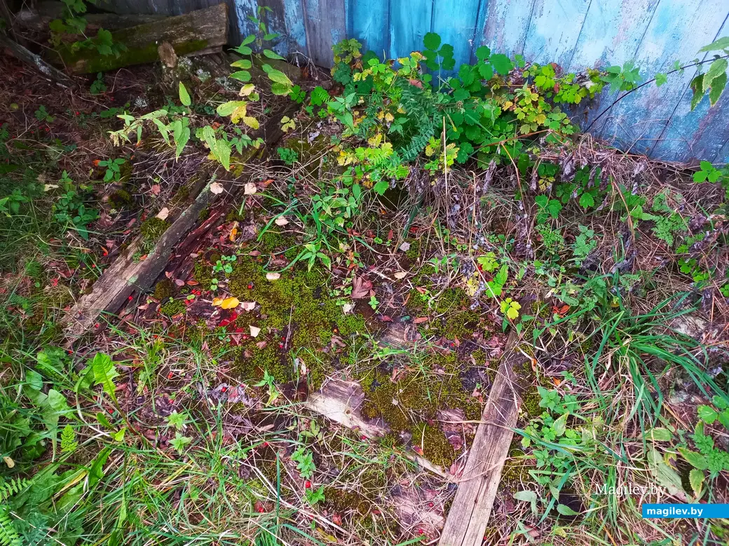 Неповторимое очарование деревни Павлинка, сентябрь, 2023 г.