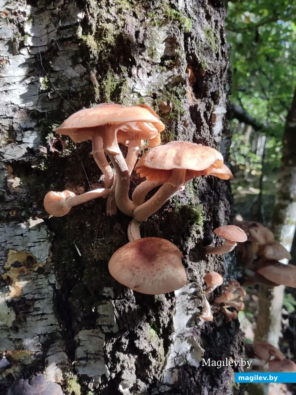 Грибной сентябрь на Могилевщине, 2023 год.