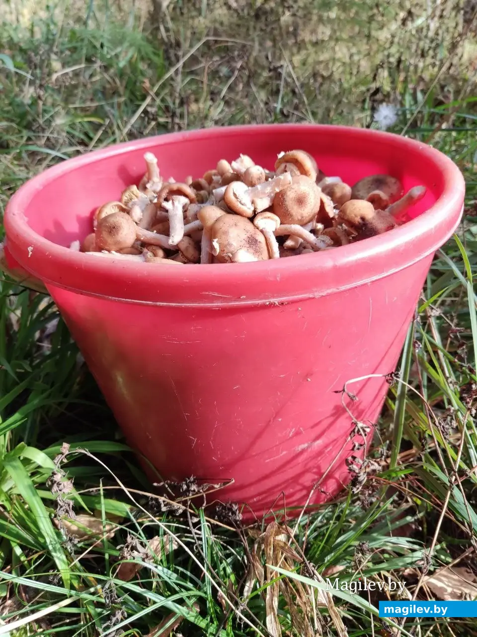 Один пень - одно ведро! Грибной сентябрь на Могилевщине, 2023 год.