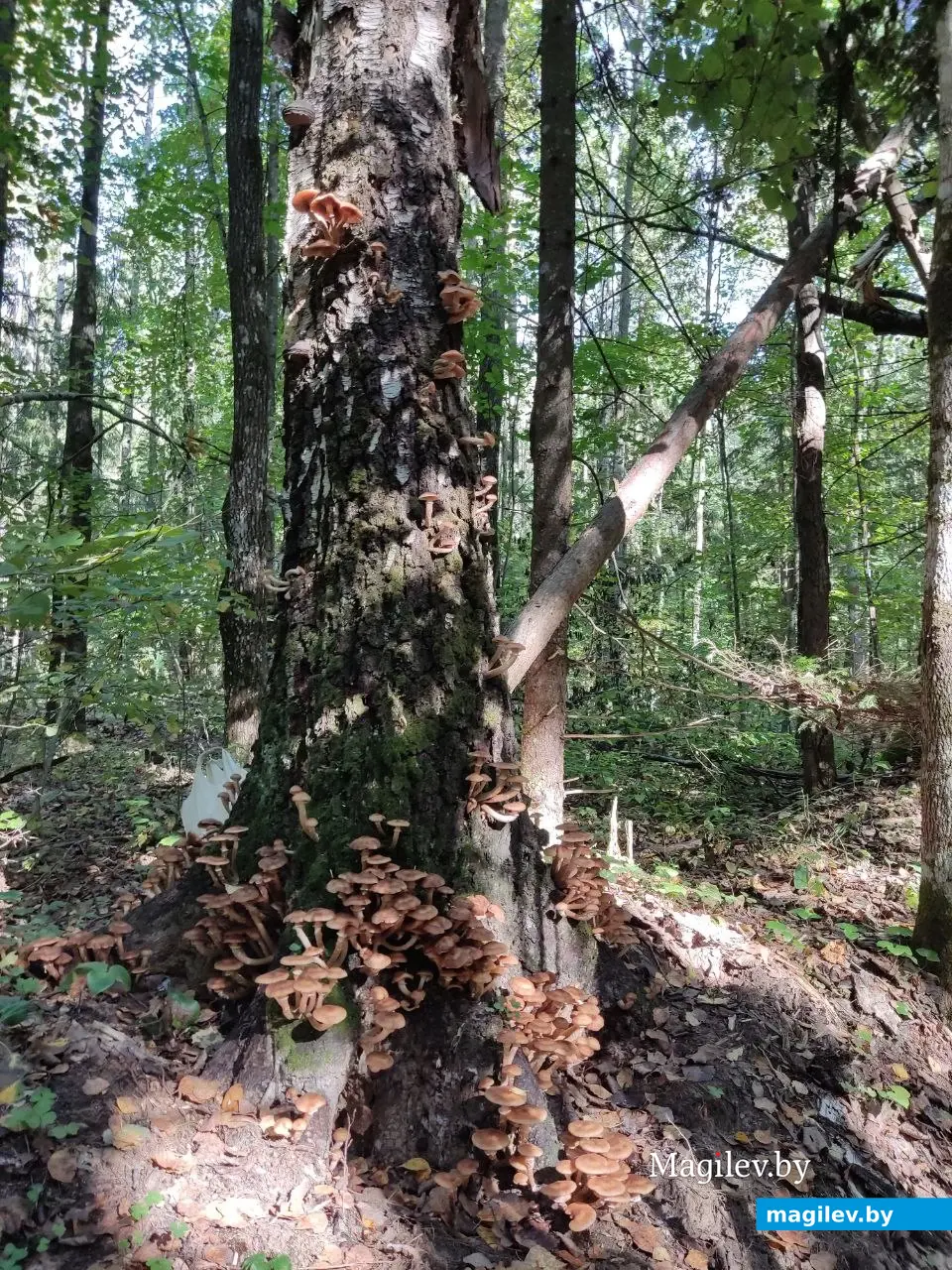 Грибной сентябрь на Могилевщине, 2023 год.