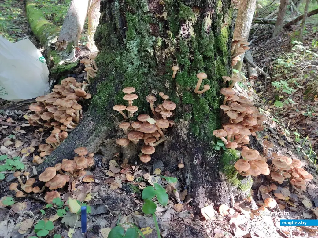 Грибной сентябрь на Могилевщине, 2023 год.