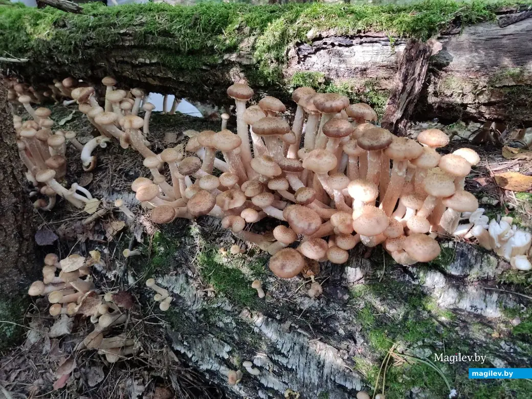 Грибной сентябрь на Могилевщине, 2023 год.