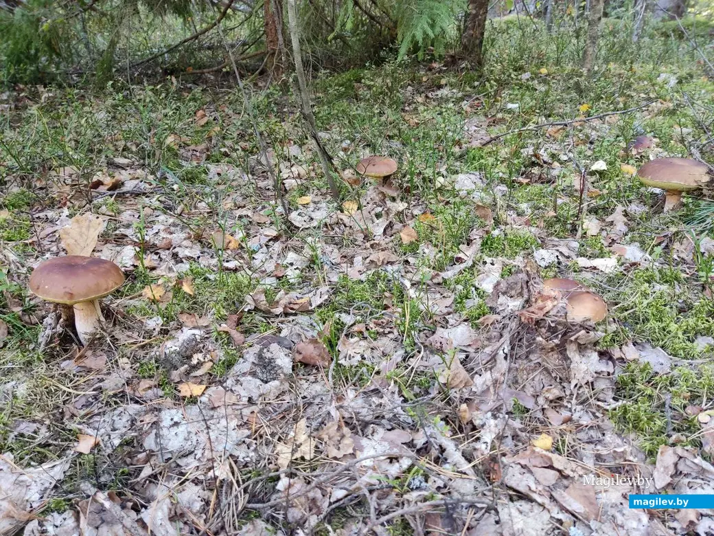 «Боровиковая» поляна. Грибной сентябрь на Могилевщине, 2023 год.