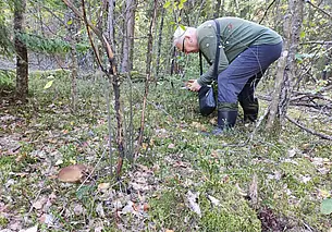 Запреты на посещение лесов до сих пор действуют в 16 районах страны