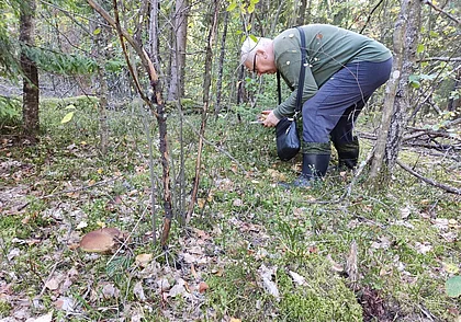 Запреты на посещение лесов до сих пор действуют в 16 районах страны