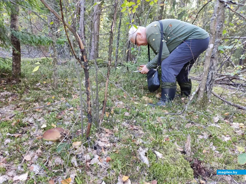 «Боровиковая» поляна. Грибной сентябрь на Могилевщине, 2023 год