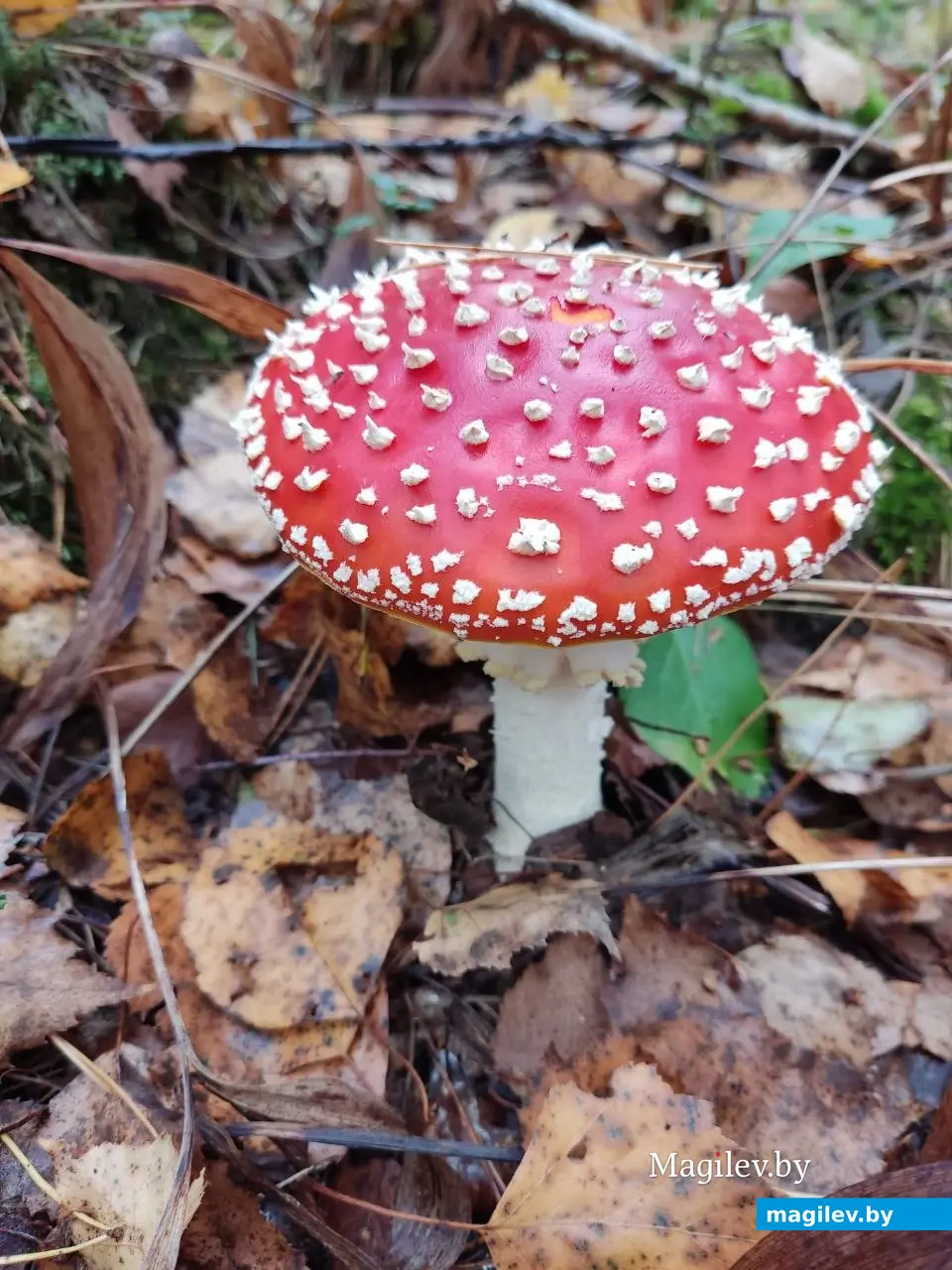 Мухомор брать, конечно, не стали, но разве не красавец? Грибной сентябрь на Могилевщине, 2023 год.