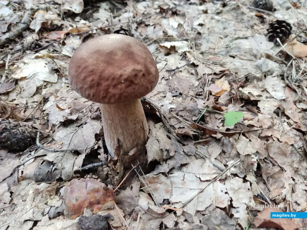 Грибной сентябрь на Могилевщине, 2023 год