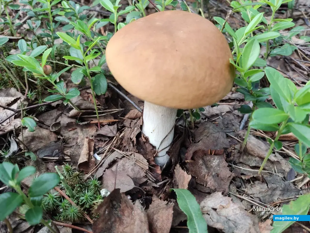 Грибной сентябрь на Могилевщине, 2023 год.