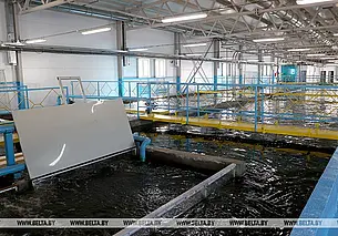 Комплексы по производству икры форели и рыб ценных пород построят в Могилевской области