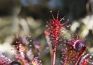 Какое хищное растение проще всего выращивать в домашних условиях: советы любителям экзотики