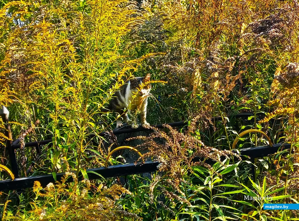 Кот был необыкновенно деликатен. Могилев, 30.09.2023 г.